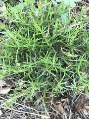 Polypremum procumbens