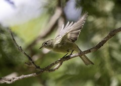 Empidonax hammondii