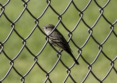 Empidonax hammondii