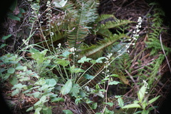 Heuchera pilosissima