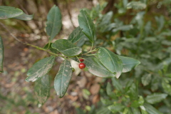 Ilex canariensis