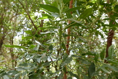 Ilex canariensis