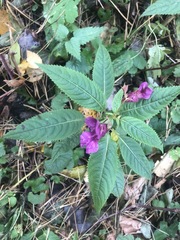 Impatiens glandulifera