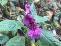 Impatiens glandulifera