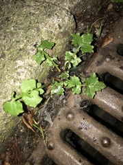 Mycelis muralis