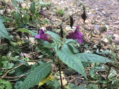 Impatiens glandulifera