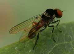 Callomyia dives