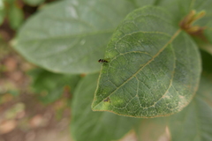 Callomyia dives