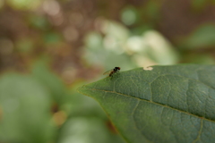 Callomyia dives