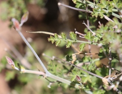 Pelargonium carnosum carnosum