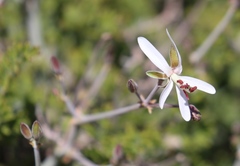 Pelargonium carnosum carnosum
