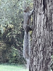 Sciurus carolinensis