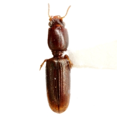 Dyschirius exochus