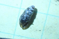 Cochlicopidae