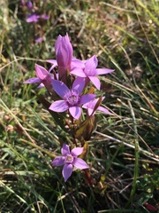 Gentianella anisodonta
