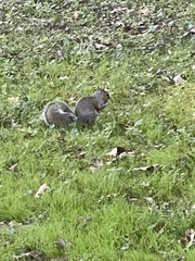 Sciurus carolinensis