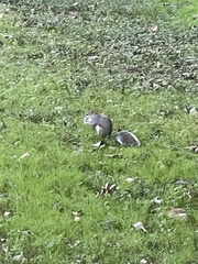 Sciurus carolinensis