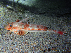 Chelidonichthys obscurus