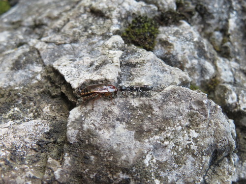 Ampulex fasciata