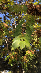 Ailanthus altissima