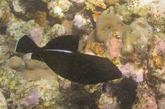 Melichthys indicus