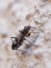 Slaterobius insignis