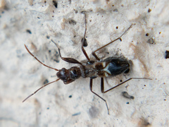 Slaterobius insignis