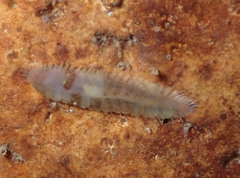 Harmothoe areolata