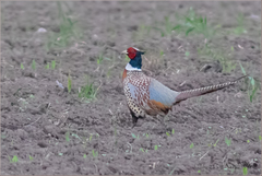 Phasianus colchicus pallasi