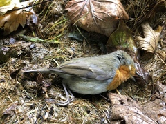 Erithacus rubecula
