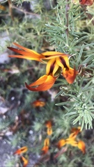 Lotus berthelotii