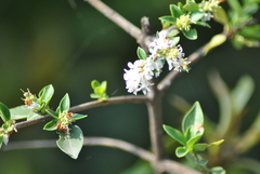 Ligustrum delavayanum