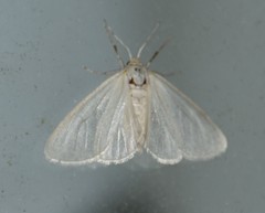 Neoplynes eudora