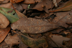 Coccomyces delta