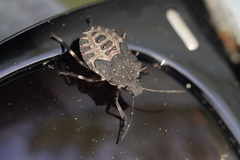 Halyomorpha halys