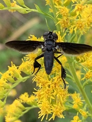 Trichopoda lanipes