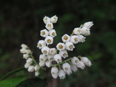 Vaccinium mandarinorum