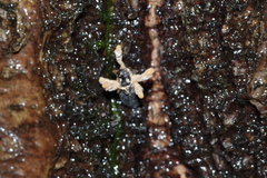 Entomophthoromycotina