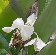 Hedychium coronarium image