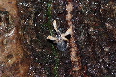 Entomophthoromycotina