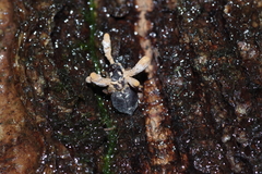 Entomophthoromycotina