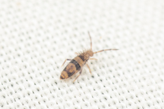Entomobrya triangularis
