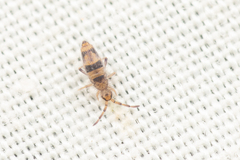 Entomobrya triangularis