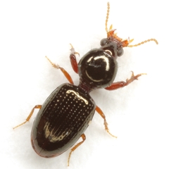 Dyschirius abbreviatus