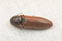 Agriotes ferrugineipennis