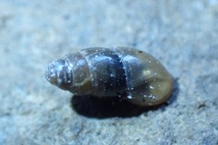 Cochlicopidae