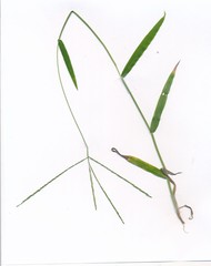 Digitaria bicornis
