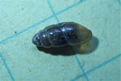 Cochlicopidae