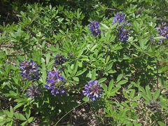 Pediomelum cuspidatum