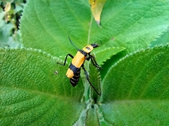 Chauliognathus nigrocinctus